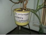 20060408_viragvagyokhello.jpg