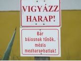 20060710_harap.jpg