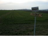 20070308_kutyaval.jpg