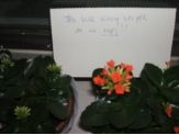 20080212_virag.jpg