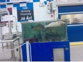 20110303_frissesseg.jpg